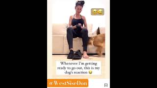 MY DOGS 🐕 WAY OF TELLING ME NOT LEAVE WITHOUT HIM 😅 MUST SEE dog doglover funny smule shorts [upl. by Tades568]