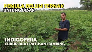 Untung Besar  Pemula Nekat Tanam Indigofera cukup untuk ratusan kambing dan domba [upl. by Oinoitna]