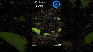 Growing Plants From Leaves Time Lapse timelapse goinside growingplants [upl. by Blankenship]