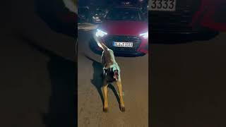 Belgian malinois and the Audi s3 2022 🐕 🧨💨 zinobwoy ✨ belgianmalinois car dog audi [upl. by Hijoung]