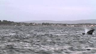 Moray Firth Dolphins  Chanonry point 2013 [upl. by Apoor]