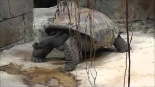 Seychellen Riesenschildkröten Aldabrachelys gigantea  Aldabra giant tortoise [upl. by Ludvig]