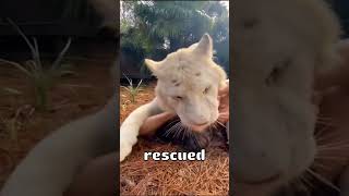 Lion Reunited With Her Dad 🥹❤️ [upl. by Yaron3]