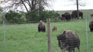 Bison Calves Midewin Illinois [upl. by Adnaugal]