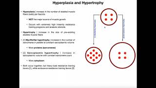 Hyperplasia Sarcoplasmic Hypertrophy amp Myofibrillar Hypertrophy [upl. by Say]