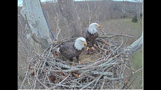 Scout is so happy to see Bella come back now that the intruder is gone NCTC eagle Nest 秃鹰 24 11 10 [upl. by Nawoj546]