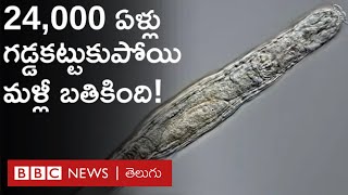 Bdelloid rotifer 24000 ఏళ్ల కిందట గడ్డకట్టుకుపోయి మళ్లీ ఇప్పుడు బతికింది  BBC Telugu [upl. by Ballinger]