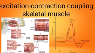 mucle excitation contraction couplingphysiology lecture 7 [upl. by Lehteb299]