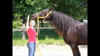 Tutorial Flehmen auf Kommando dem Pferd beibringen [upl. by Krute]