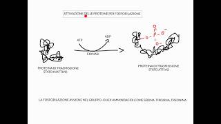 CORSO DI BIOLOGIA CELLULARE 1  LEZIONE 4 DI 23  RECETTORI DI MEMBRANA  PARTE 1 [upl. by Alhahs]