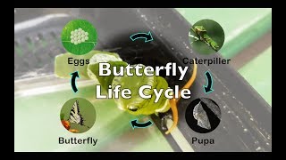 How Does a Caterpillar Turn into a Butterfly Daily Observation of Butterfly Life Cycle [upl. by Otter380]