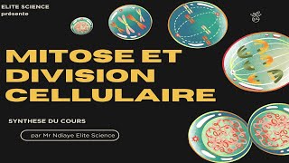 1ESSVTSynthèse sur mitose et cycle cellulaire variation quantité dADN et aspect chromosomes😎 [upl. by Noval27]