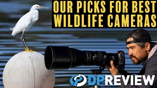 The best cameras for wildlife photography at 3 budgets [upl. by Ynabla]