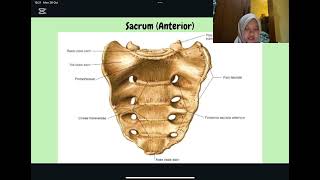 Anatomi Vertebrae Musculi Regio Dorsum [upl. by Christos]