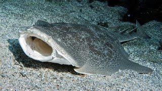 Facts The Angel Shark [upl. by Boniface]