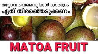 MATOA FRUIT REVIEW  മട്ടോവ ഏത് വെറൈറ്റി തിരഞ്ഞെടുക്കണം [upl. by Dett986]