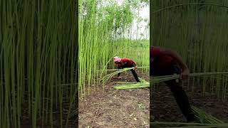 Manual Jute Harvesting shorts [upl. by Hpesoy]