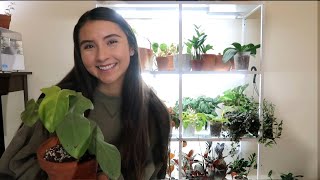 All The Houseplants On My Plant Shelf [upl. by Caralie14]