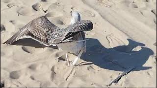 Il gabbiano sulla spiaggia Nord di Termoli [upl. by Gnoud]