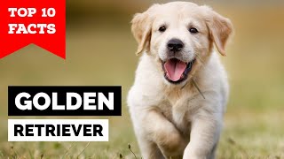 Golden Retriever  Top 10 Facts [upl. by Ariel]