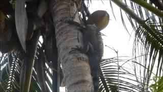 Iguana climbs to top of coconut tree See what happens next [upl. by Nomael988]