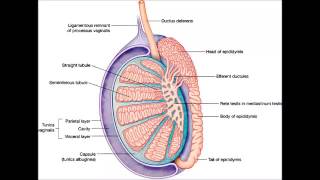 Inflammation du testicule orchite [upl. by Siravart]