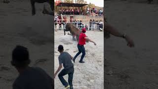 Vaya qué monta dramática 😱🐂🇲🇽 jaripeo [upl. by Eihcir959]