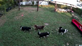 2 Nephews Playing with 6 Border Collies in Sheboygan [upl. by Dracir592]