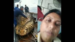 Comment kore Janan😯🤔🤔🤭 seafood fishsharkfishing oceanmysteriesvarshashah fishingdiscoveries [upl. by Ellednahs]