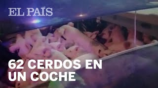 ¿Qué hacen 62 cerdos en la parte trasera de un coche [upl. by Suzan]