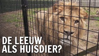 Waarom heeft de mens de leeuw als huisdier  De Buitendienst over Wilde dieren [upl. by Aicekat]