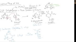 CHEM 407  Pentose Phosphate Pathway  2 Oxidative Phase of PPP [upl. by Etneciv388]