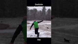 Disc Golf at Constitution Round 1 Hole 2 discgolf dog [upl. by Ennovahs]