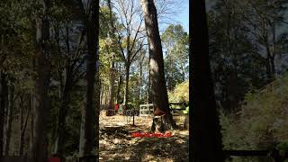 Sthil 500i dropping red oak treecare treeremovalservices stihlchainsaw arborist [upl. by Yreneh]