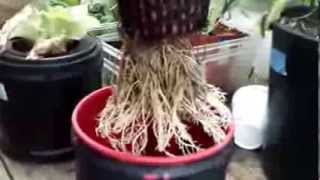 My Kratky experiment 4 [upl. by Corydon]