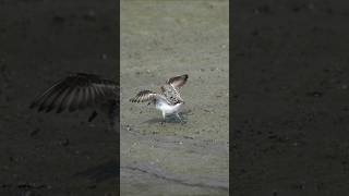 Sanderling shorts birdspotting shorebirds birds [upl. by Anisor11]