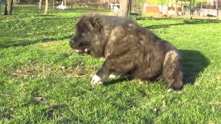 Ivan aged 4 months and a half playing in the garden Titans Family Caucasian Shepherds [upl. by Ailido]