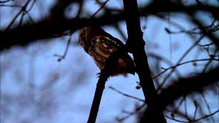 eastern screech owl at night [upl. by Borgeson]