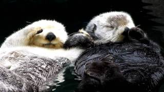 Otters holding hands  super cute [upl. by Hayden]