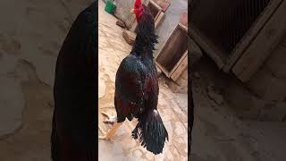 🐓😍Mian wali Aseel  Aseel lover  rooster  aseelmurga ytshort [upl. by Keyser139]