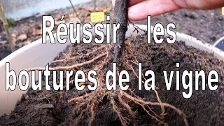 Vigne Comment réussir le bouturage de la vigne [upl. by Fayre]