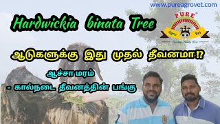 Anjan Tree Hardwicka Binata LEAF Feeds a Goat amp Sheep  ஆச்சமரம் ஒரு பாரம்பரிய கால்நடை தீவனமா [upl. by Kcered]