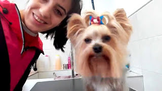 Peluqueria Canina Yorkshire Terrier [upl. by Neelya]