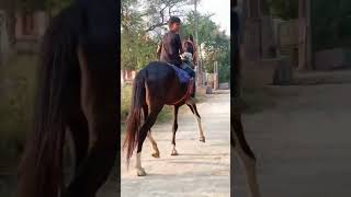 horse tik tok video [upl. by Imak269]