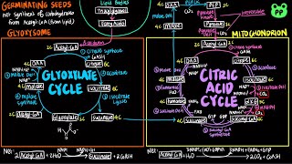 The Glyoxylate Cycle  CAC amp ETC 02  Biochemistry  PP Notes  Lehninger 6E Ch 164 [upl. by Leeban]