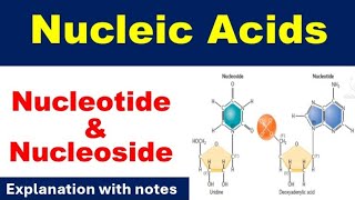 Introduction to Nucleic acidComponents of Nucleic AcidNucleotide amp NucleosideTypes of Nucleotide [upl. by Lavona897]