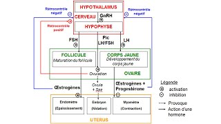 eSVT Schéma fonctionnel de la production dhormones chez la femme [upl. by Einnol148]