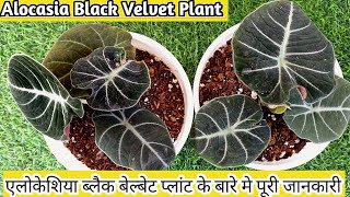 Alocasia black velvet How to grow alocasia plant  care tips for alocasia black velvet plant [upl. by Ronal387]