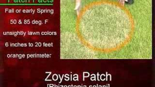 Landscape Enemies Zoysia Patch [upl. by Retsevlis61]