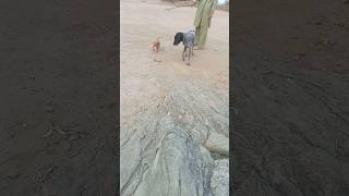 Pointer Dog Training Video all desi shikar teeter birds hunting [upl. by Tichonn265]